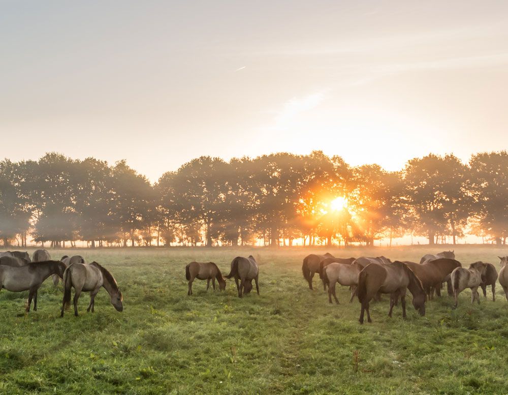 Dülmener Wildpferde grasen auf einer Wiese bei Sonnenuntergang